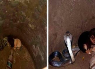 Two puppies fall into pit with a cobra – 48 hours later animal heroes are shocked