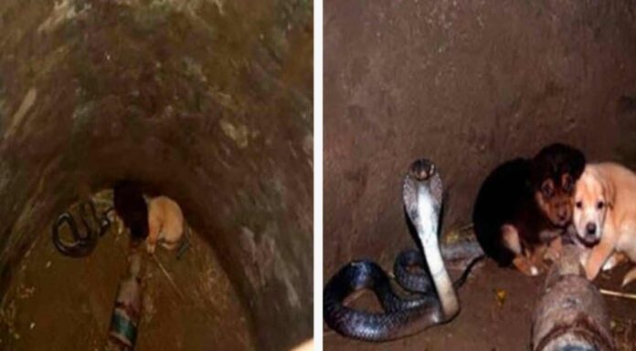 Two puppies fall into pit with a cobra – 48 hours later animal heroes are shocked