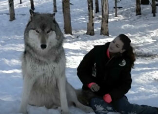 Giant wolf sits down next to this woman, now watch the moment when their eyes meet