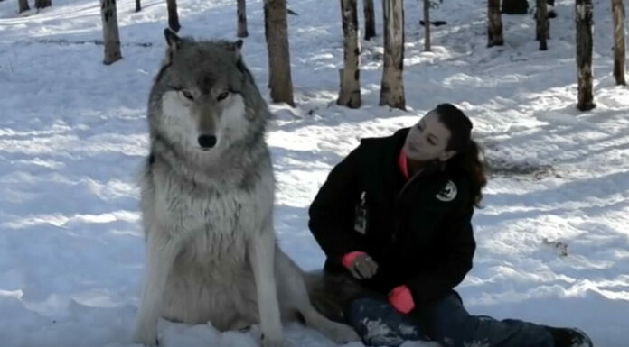 Giant wolf sits down next to this woman, now watch the moment when their eyes meet