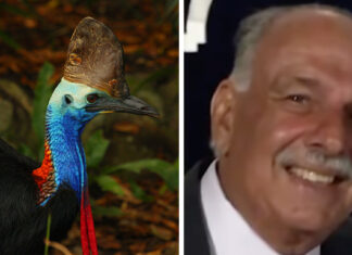 Man approaches world’s most dangerous bird – his 911 call is bone-chilling