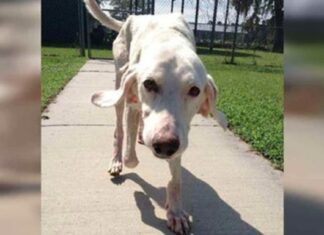 Adopted dog returns to shelter 11 times – then staff realize the heartbreaking truth