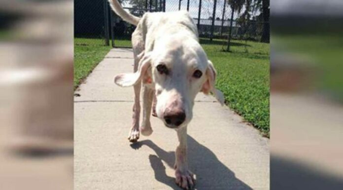 Adopted dog returns to shelter 11 times – then staff realize the heartbreaking truth