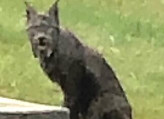 Black Canada Lynx caught on camera for the first time