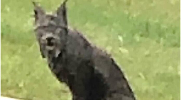 Black Canada Lynx caught on camera for the first time