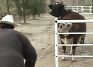 Cow cries constantly for missing baby, then looks through the fence and loses control