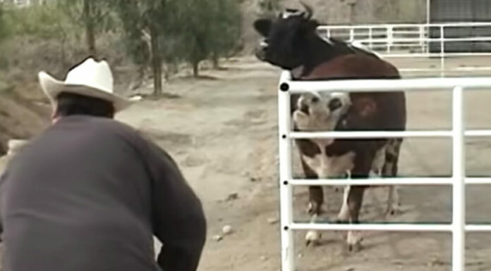Cow cries constantly for missing baby, then looks through the fence and loses control