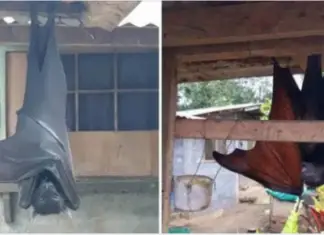 Unraveling the mysteries of these ‘human-sized’ flying wonders