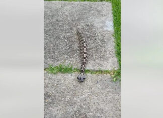 Unveiling the enigmatic Gaboon Viper: Nature’s master of camouflage and lethal precision