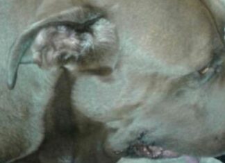 Pit bull without a leash rushes towards screaming child, then owner discovers horrible reason why