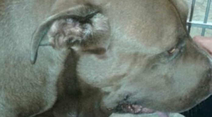 Pit bull without a leash rushes towards screaming child, then owner discovers horrible reason why