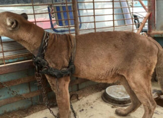 Mountain lion was locked up for 20 long years, now watch his reaction when he’s released
