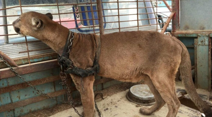 Mountain lion was locked up for 20 long years, now watch his reaction when he’s released