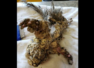 Teens find ‘frozen’ creature stuck under the car, drop everything to help it