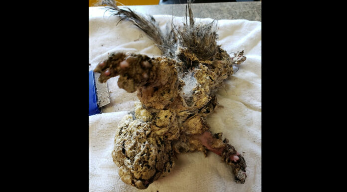 Teens find ‘frozen’ creature stuck under the car, drop everything to help it