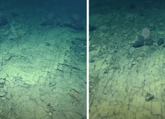 Scientists find strange “Yellow Brick Road” at the bottom of the Pacific Ocean