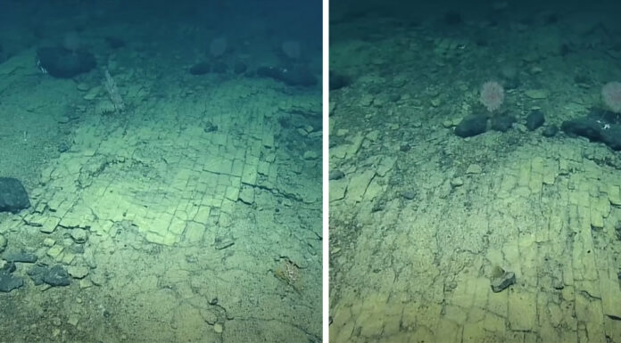 Scientists find strange “Yellow Brick Road” at the bottom of the Pacific Ocean