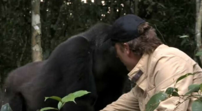 Everyone warned him about the gorilla he raised – When they meet 5 years later, I can’t hold back the tears
