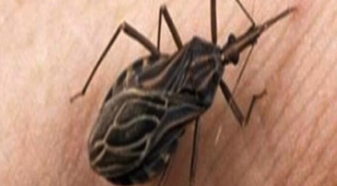 These bugs come out at nighttime, and attacking victims, they silently kill or leave them with a lifelong infection
