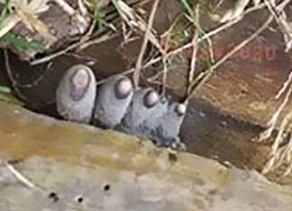 The ‘Dead Man’s Fingers’ Fungus looks as creepy as it sounds