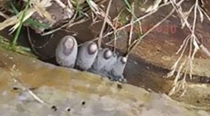 The ‘Dead Man’s Fingers’ Fungus looks as creepy as it sounds
