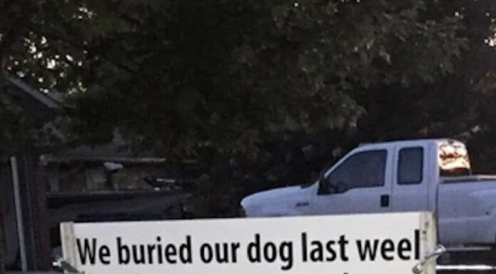After dog gets hit by car, brutal sign has entire neighborhood talking