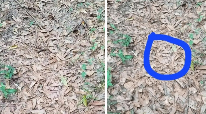 If you see leaves that look like this while out walking, you had better know what it could mean