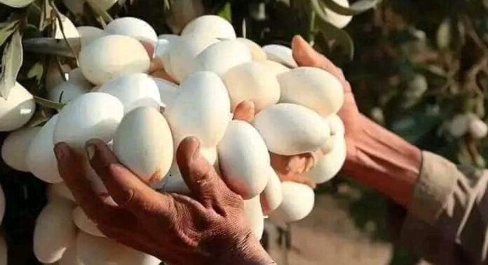 A surprising history behind this unique plant