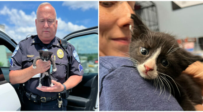 Cat stuffed in paper bag, left in dumpster now safe thanks to rescuers
