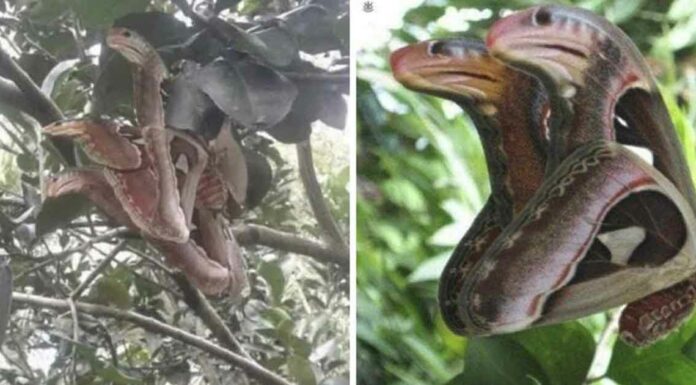 The Atlas moth disguises itself as a snake to survive