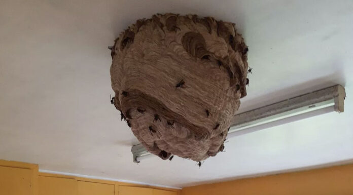 Large Asian Hornet nests found in abandoned house promoting fresh warnings