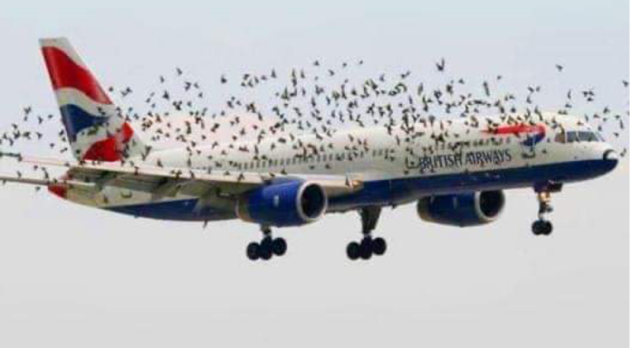 The pilot’s emotional reaction when he discovered why birds were flying alongside the plane