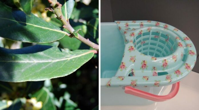 Here’s why you need to put a bay leaf in the mop bucket