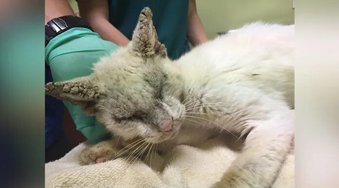 Mangy stray cat stuns foster mom when he’s finally able to open his eyes