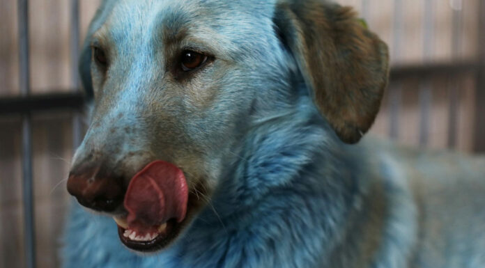 Blue dogs seen roaming near abandoned Russian chemical factory
