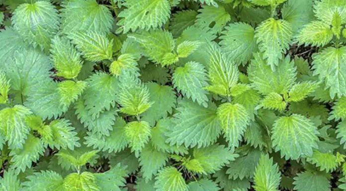 Harnessing the power of nettle fertilizer pesticide for sustainable agriculture