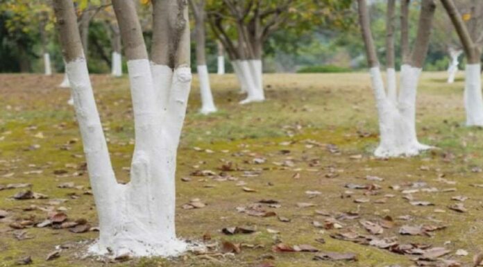 Why are some trees painter white?
