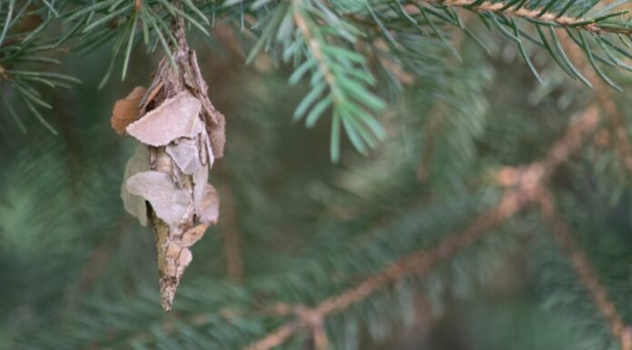 If you see these hanging from your tree, you need to know what it means