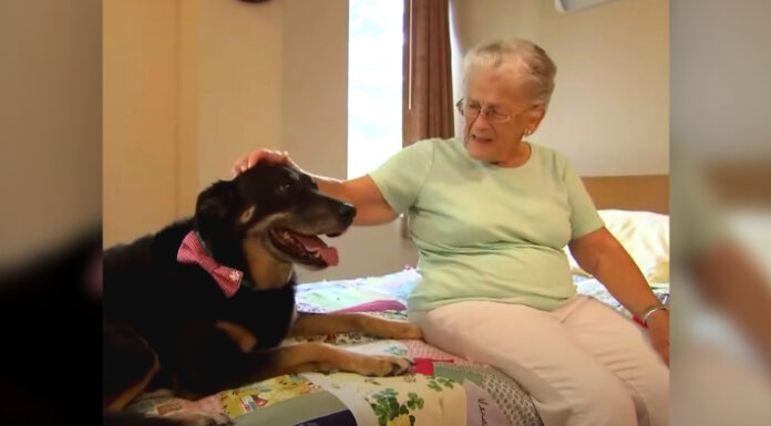 Homeless dog keeps sneaking into nursing home, and the end result is just precious!