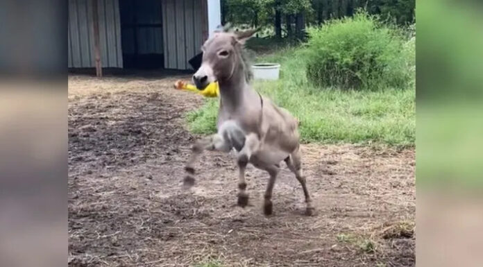 Donkey goes nuts when he gets a squeaky toy — The video will crack you up!