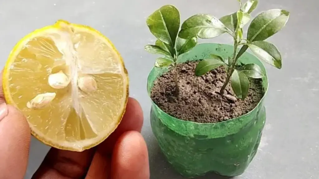 How to grow your own lemon tree from seed