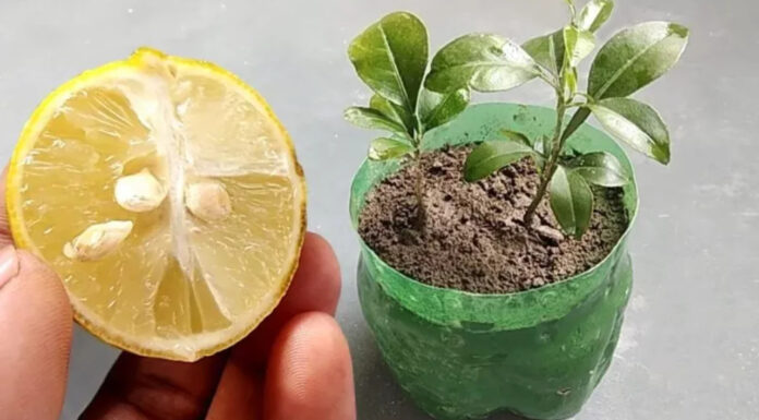 How to grow your own lemon tree from seed