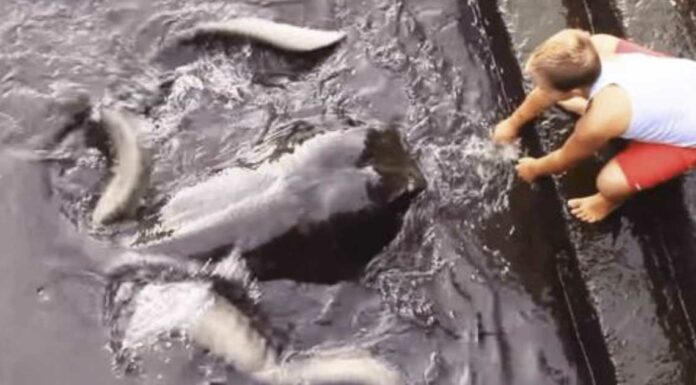 Every morning, little boy runs down to the sea to watch this giant animal emerge