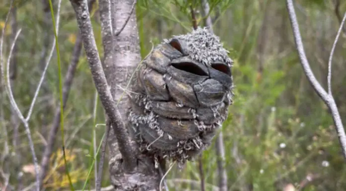 Woman spots what she thinks is a happy bird – then realizes her mistake