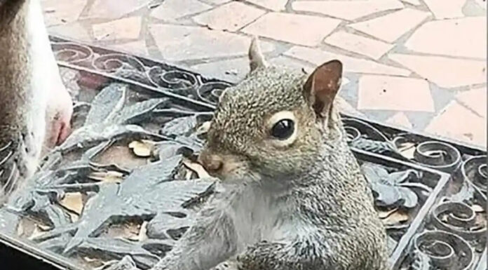 Squirrel knocks on family window every day: 8 years later they realize what she’s trying to show them