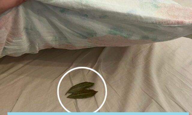 Why you should put 2 bay leaves under your pillow before going to bed