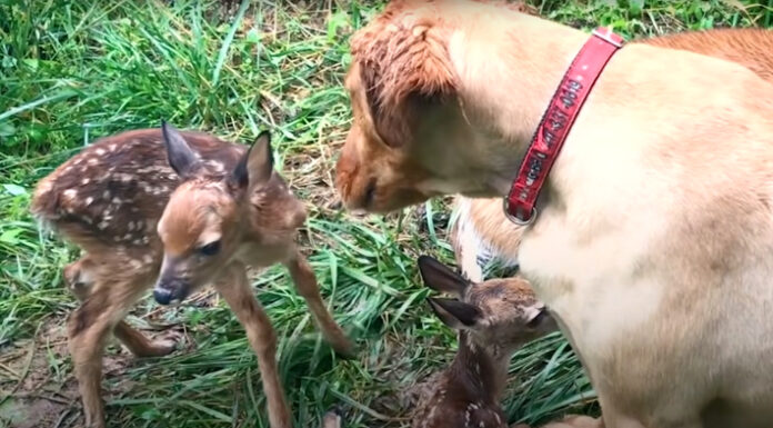 Deer Brings Her Babies To Meet Her Best Friend — A Golden Retriever!
