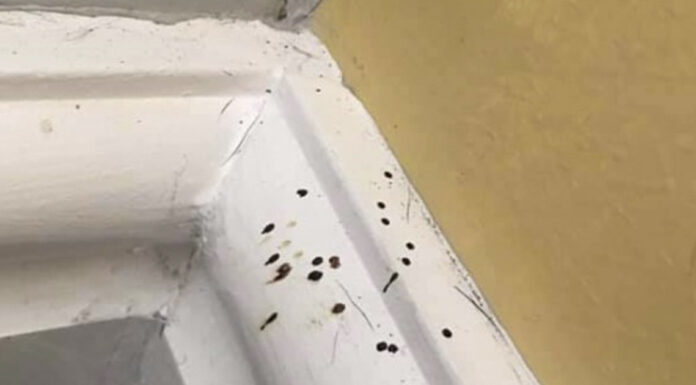 If you spot these mysterious black dots in your kitchen, you had better know what they mean