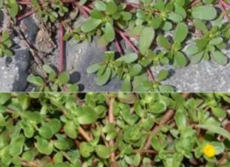 If you see this in your yard, do not break it under any circumstances