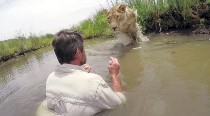 7 yrs after rescuing lioness, he sees her again – She pounces in jaw-dropping reunion